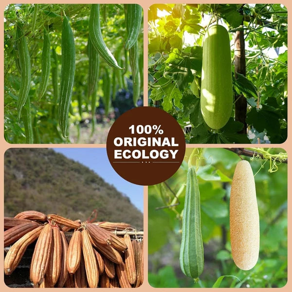 2PCS Premium Natural Loofah Sponge Exfoliating Body Scrubber, Shower Loofah