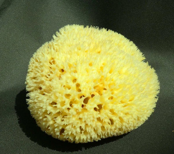 superior quality sponge 16cm Large FROM GREECE