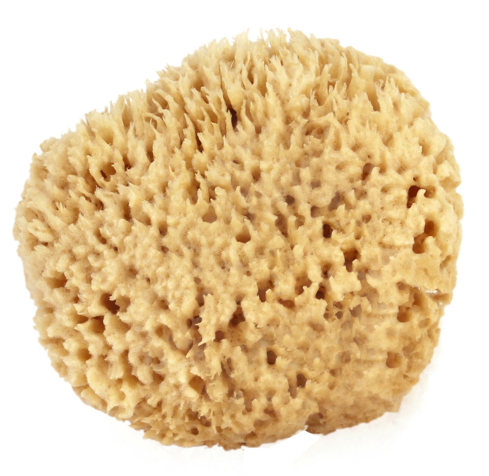 Natural Sea Wool Sponges by Spa Destinations (Choose Size)