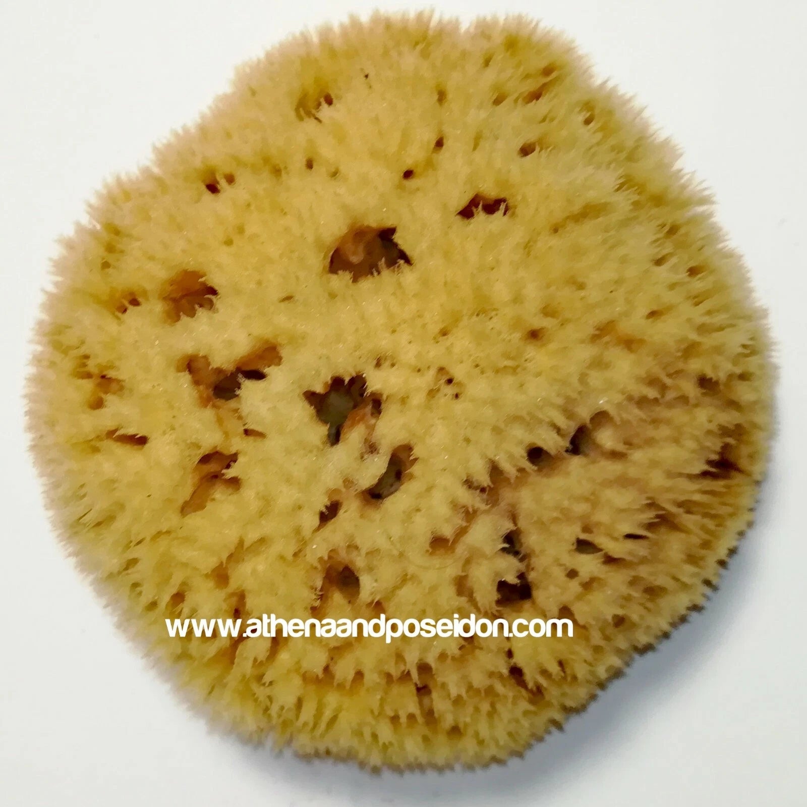 Honeycomb Natural Sea Sponge From Kalymnos - Greece for shower, Processed by Me.