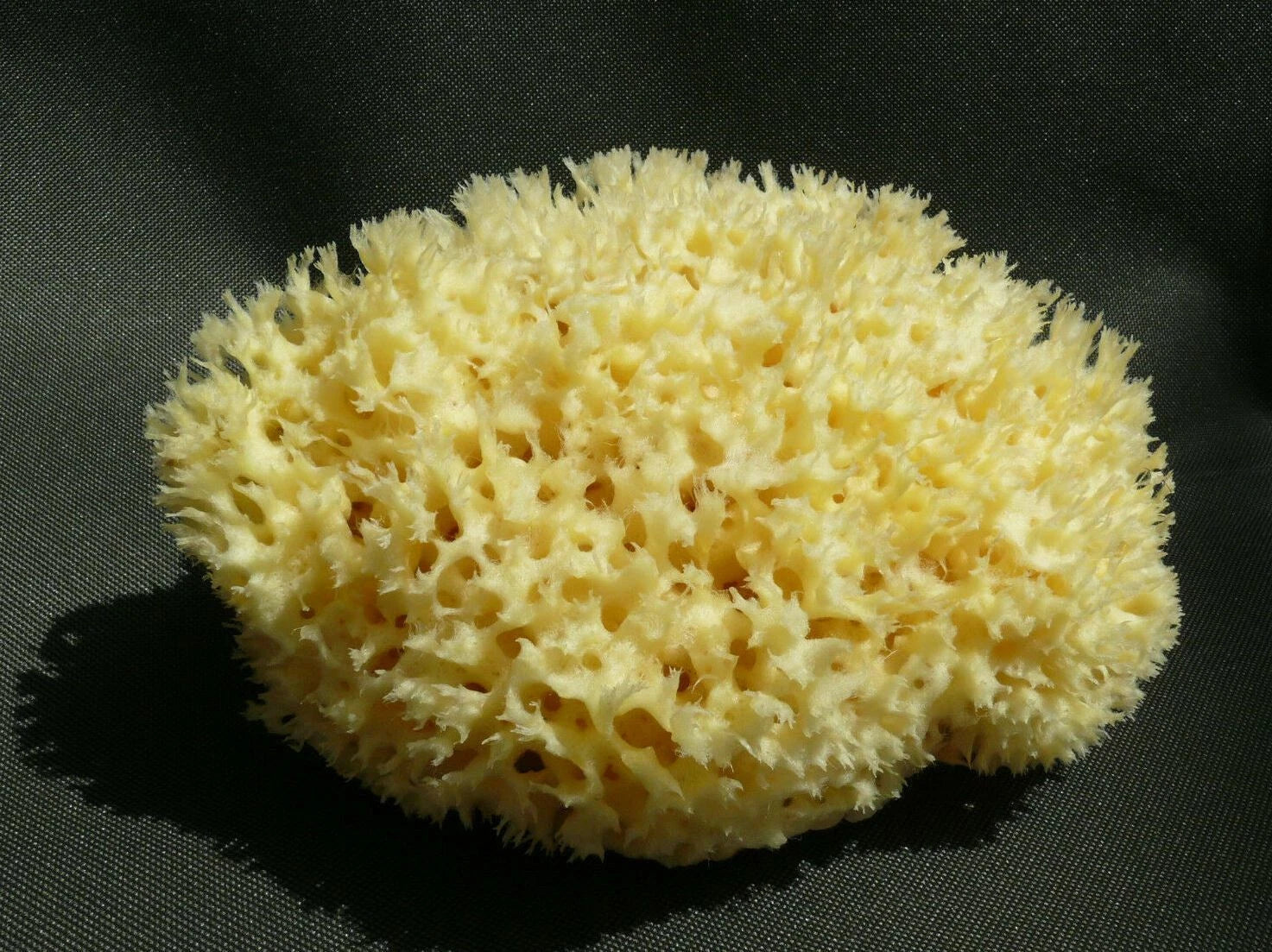 Natural Sea BIG Sponge BATH 16cm Large FROM GREECE