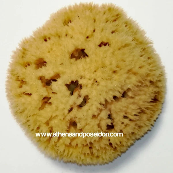 Honeycomb Natural Sea Sponge From Kalymnos - Greece for shower, Processed by Me.