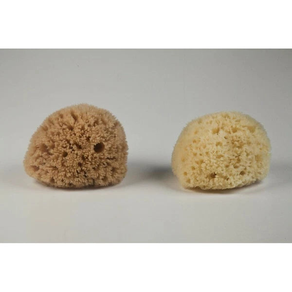 Honeycomb Natural Sea Sponge From Kalymnos - Greece for shower, Processed by Me.