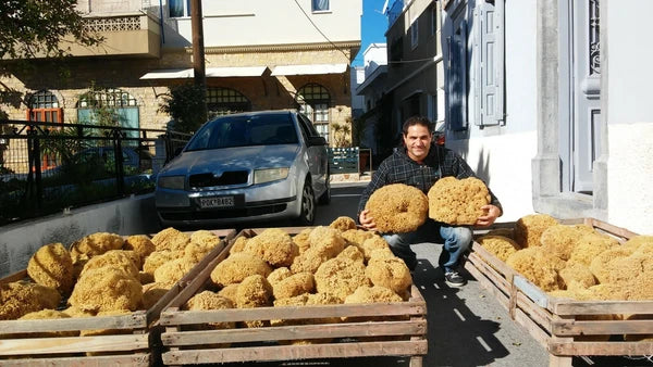 Honeycomb Natural Sea Sponge From Kalymnos - Greece for shower, Processed by Me.