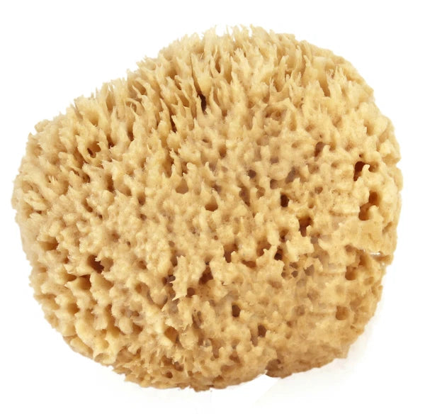 Natural Sea Wool Sponges by Spa Destinations (Choose Size)